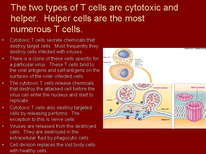 The two types of T cells are cytotoxic and helper. Helper cells are the