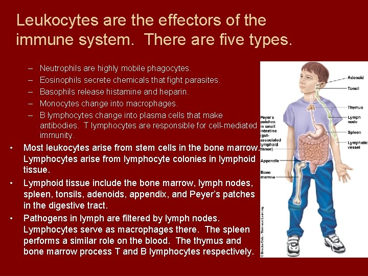 Leukocytes are the effectors of the immune system. There are five types. – –