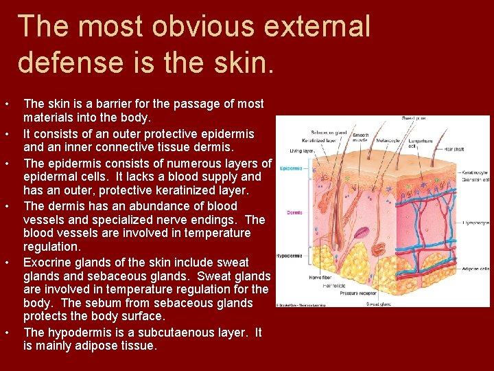 The most obvious external defense is the skin. • • • The skin is