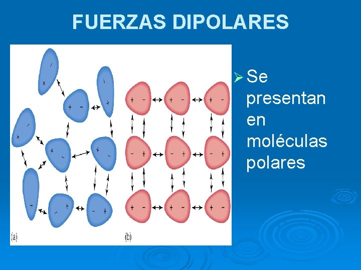 FUERZAS DIPOLARES Ø Se presentan en moléculas polares 