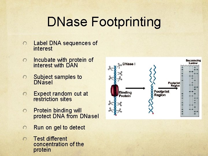 DNase Footprinting Label DNA sequences of interest Incubate with protein of interest with DAN