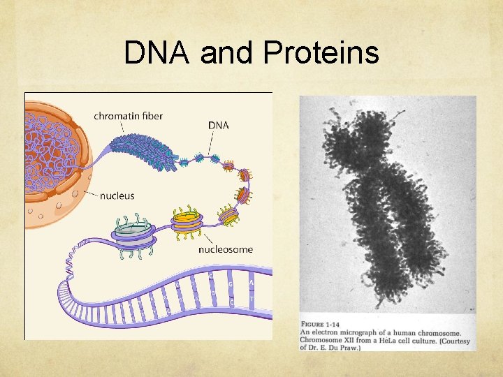 DNA and Proteins 