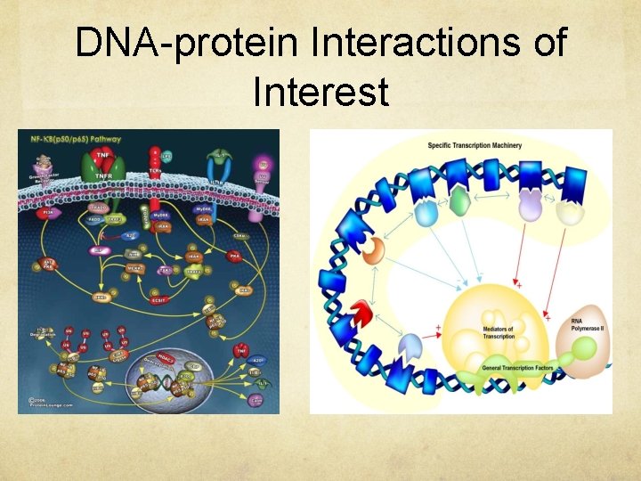 DNA-protein Interactions of Interest 