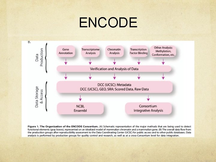 ENCODE 