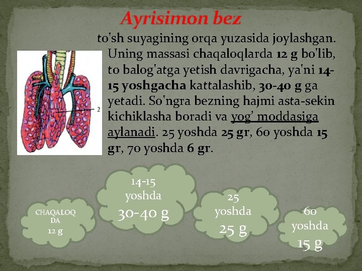 Ayrisimon bez to'sh suyagining orqa yuzasida joylashgan. Uning massasi chaqaloqlarda 12 g bo'lib, to