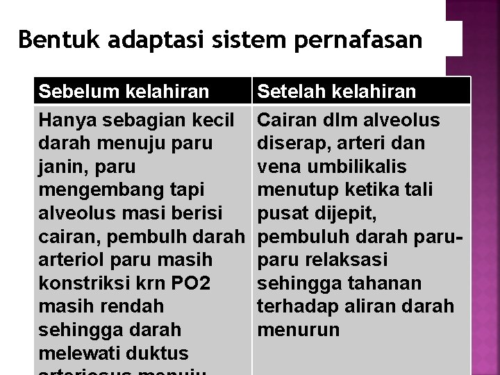 Bentuk adaptasi sistem pernafasan Sebelum kelahiran Hanya sebagian kecil darah menuju paru janin, paru