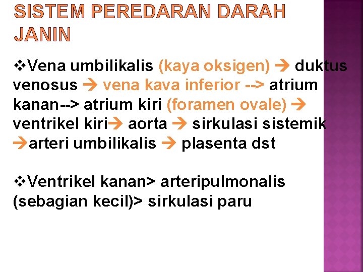 SISTEM PEREDARAN DARAH JANIN v. Vena umbilikalis (kaya oksigen) duktus venosus vena kava inferior