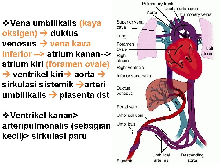 v. Vena umbilikalis (kaya oksigen) duktus venosus vena kava inferior --> atrium kanan--> atrium