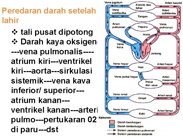 Peredaran darah setelah lahir v tali pusat dipotong v Darah kaya oksigen---vena pulmonalis---atrium kiri---ventrikel