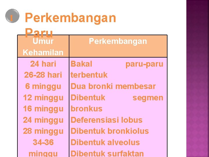 1 Perkembangan Paru Umur Kehamilan 24 hari 26 -28 hari 6 minggu 12 minggu