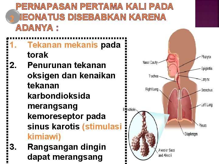 PERNAPASAN PERTAMA KALI PADA 2 NEONATUS DISEBABKAN KARENA ADANYA : 1. 2. 3. Tekanan