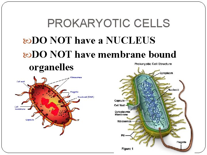 PROKARYOTIC CELLS DO NOT have a NUCLEUS DO NOT have membrane bound organelles 
