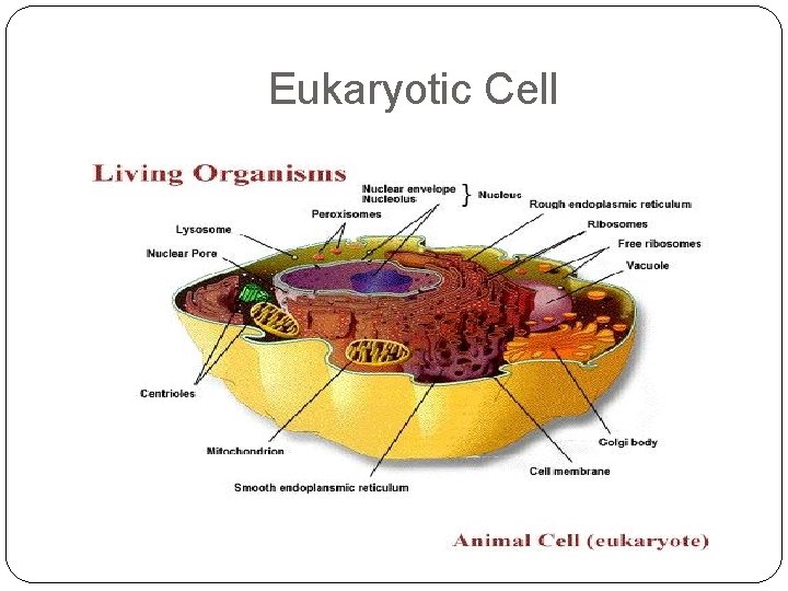 Eukaryotic Cell 