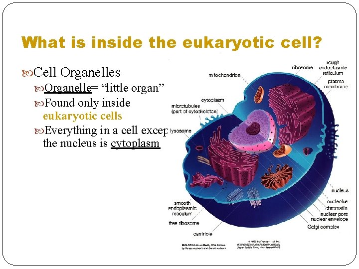 What is inside the eukaryotic cell? Cell Organelles Organelle= “little organ” Found only inside