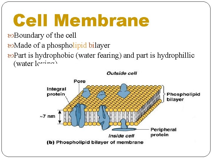 Cell Membrane Boundary of the cell Made of a phospholipid bilayer Part is hydrophobic