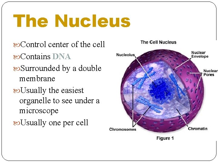 The Nucleus Control center of the cell Contains DNA Surrounded by a double membrane