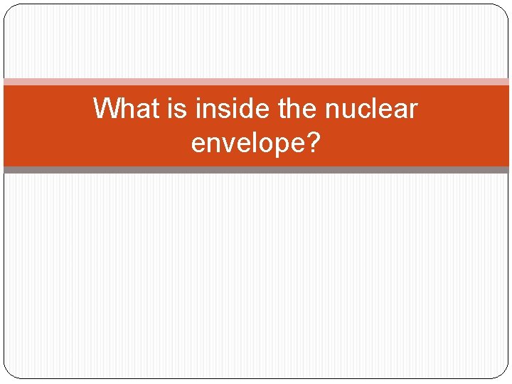 What is inside the nuclear envelope? 