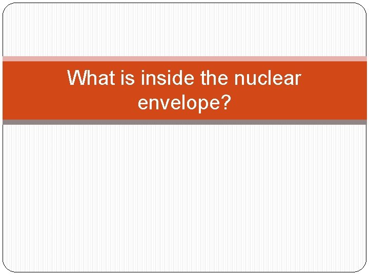 What is inside the nuclear envelope? 