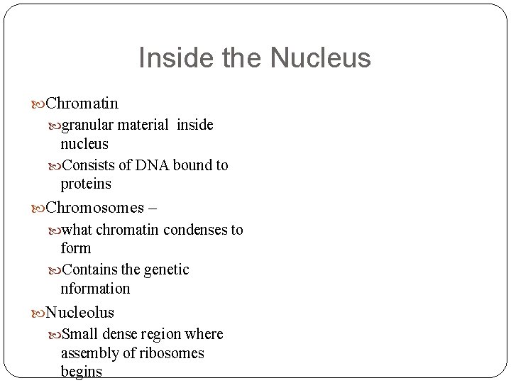 Inside the Nucleus Chromatin granular material inside nucleus Consists of DNA bound to proteins