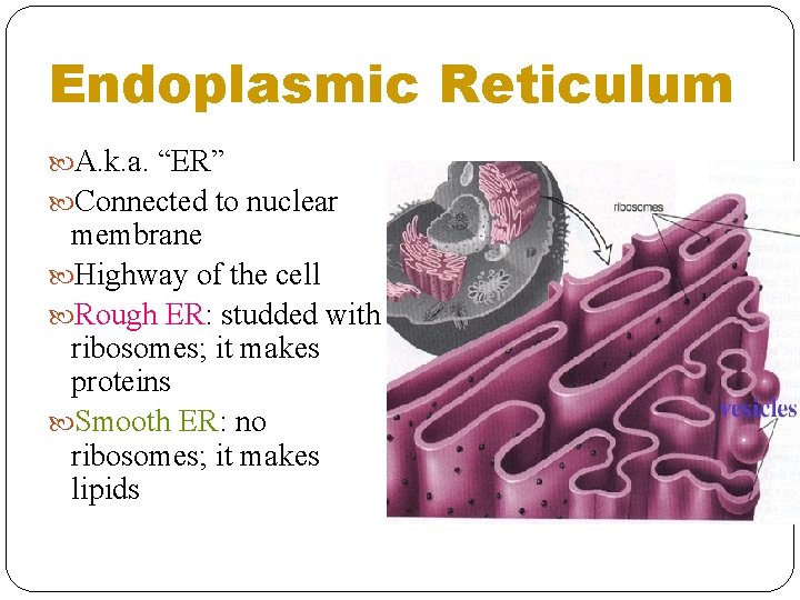 Endoplasmic Reticulum A. k. a. “ER” Connected to nuclear membrane Highway of the cell