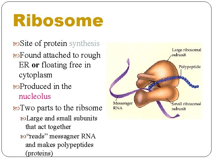 Ribosome Site of protein synthesis Found attached to rough ER or floating free in