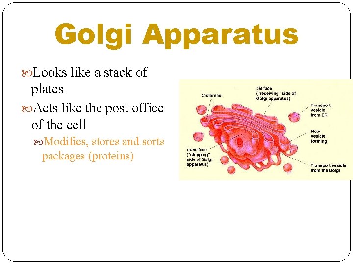 Golgi Apparatus Looks like a stack of plates Acts like the post office of