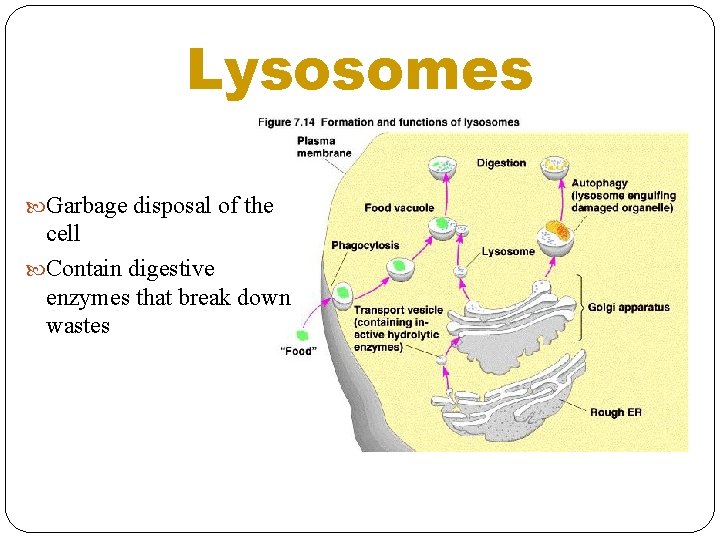 Lysosomes Garbage disposal of the cell Contain digestive enzymes that break down wastes 