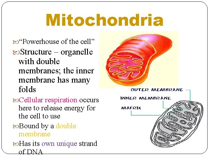 Mitochondria “Powerhouse of the cell” Structure – organelle with double membranes; the inner membrane