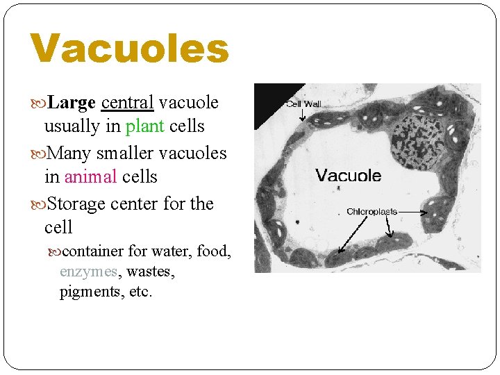 Vacuoles Large central vacuole usually in plant cells Many smaller vacuoles in animal cells