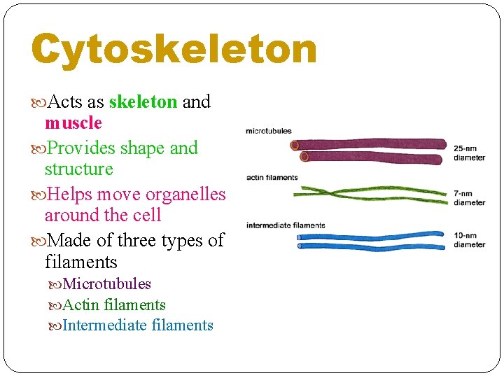 Cytoskeleton Acts as skeleton and muscle Provides shape and structure Helps move organelles around