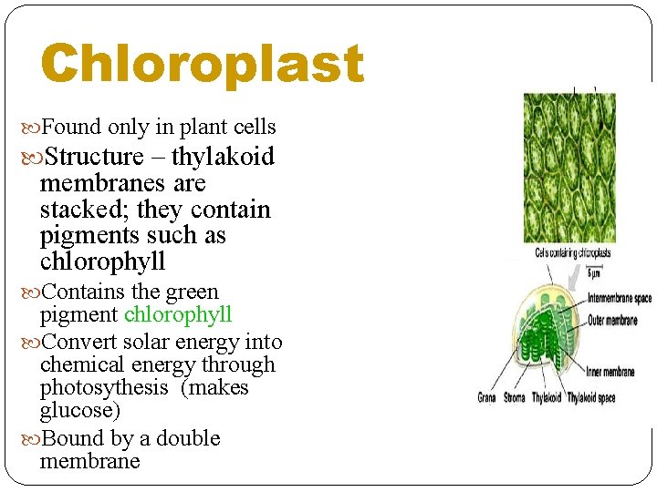 Chloroplast Found only in plant cells Structure – thylakoid membranes are stacked; they contain