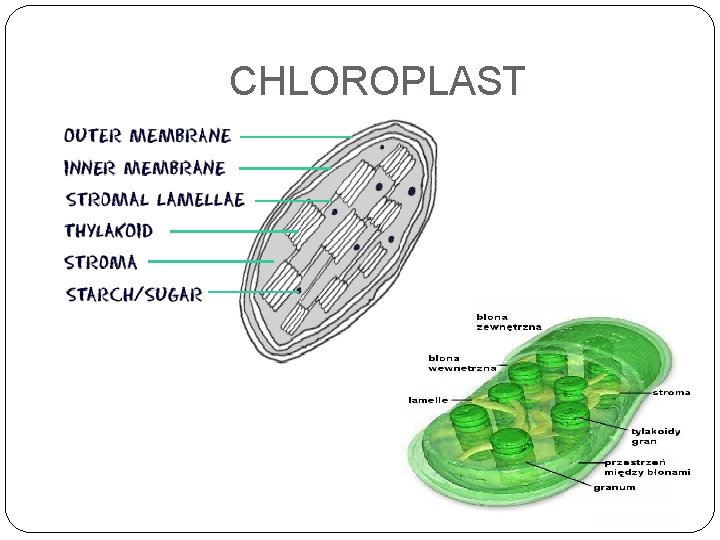CHLOROPLAST 