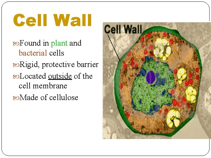 Cell Wall Found in plant and bacterial cells Rigid, protective barrier Located outside of