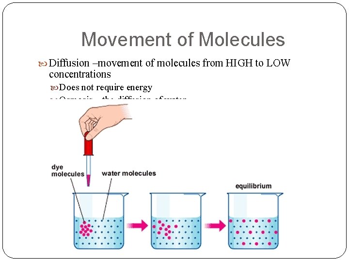 Movement of Molecules Diffusion –movement of molecules from HIGH to LOW concentrations Does not
