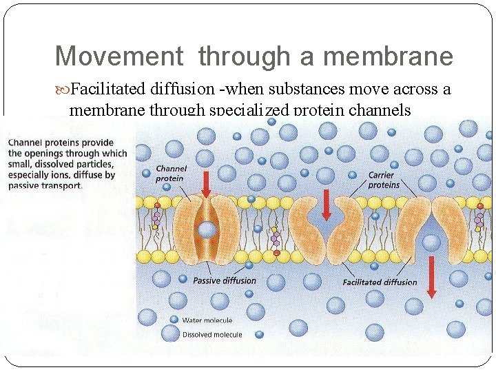 Movement through a membrane Facilitated diffusion -when substances move across a membrane through specialized