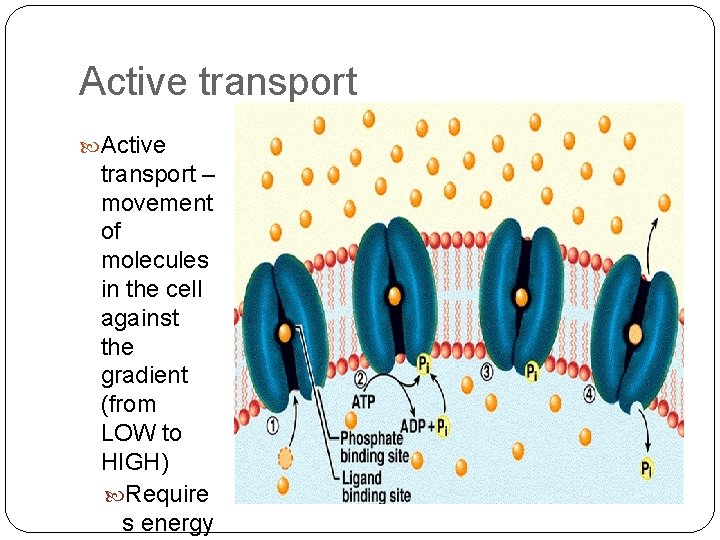 Active transport – movement of molecules in the cell against the gradient (from LOW