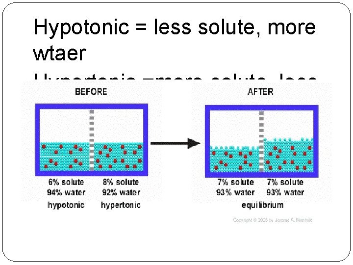 Hypotonic = less solute, more wtaer Hypertonic =more solute, less water 