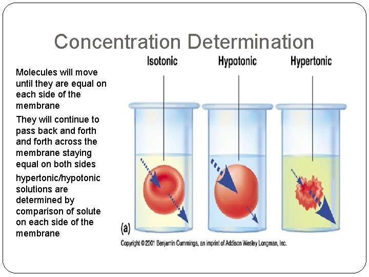 Concentration Determination Molecules will move until they are equal on each side of the