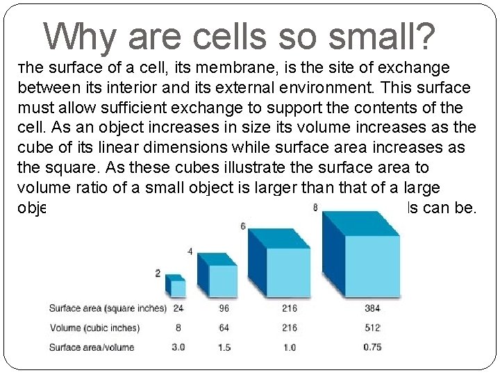 Why are cells so small? The surface of a cell, its membrane, is the