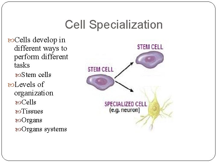 Cell Specialization Cells develop in different ways to perform different tasks Stem cells Levels