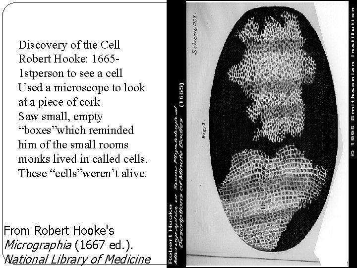 Discovery of the Cell Robert Hooke: 16651 stperson to see a cell Used a