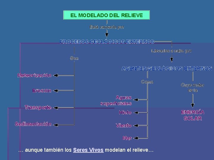 … aunque también los Seres Vivos modelan el relieve… 