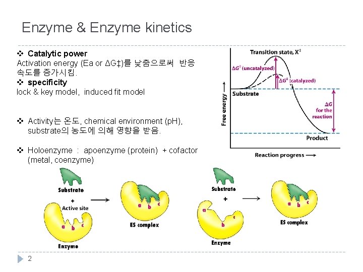 Enzyme & Enzyme kinetics v Catalytic power Activation energy (Ea or ΔG‡)를 낮춤으로써 반응