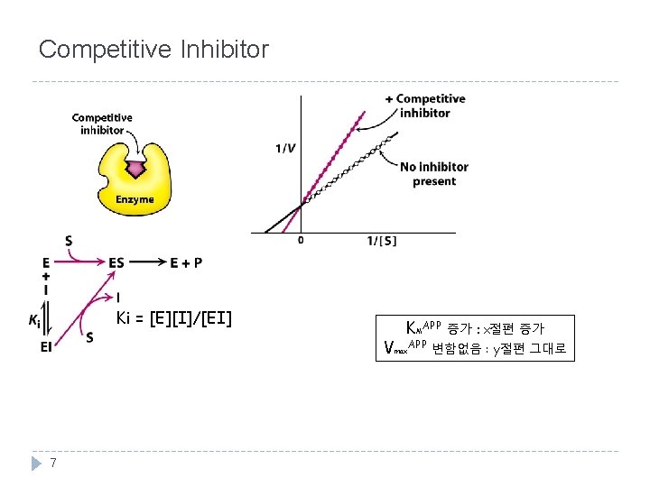 Competitive Inhibitor Ki = [E][I]/[EI] KMAPP 증가 : x절편 증가 Vmax. APP 변함없음 :