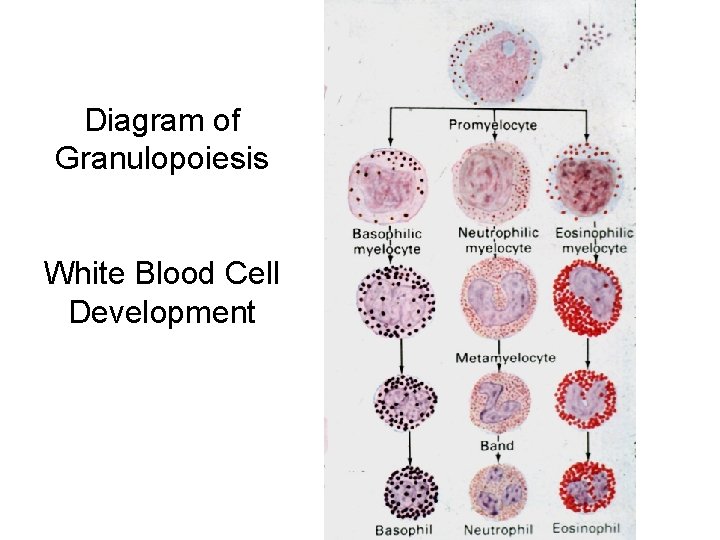 Diagram of Granulopoiesis White Blood Cell Development 