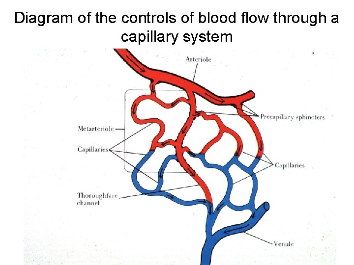 Diagram of the controls of blood flow through a capillary system 