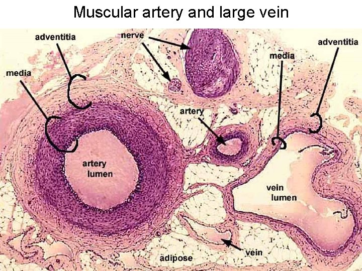 Muscular artery and large vein 