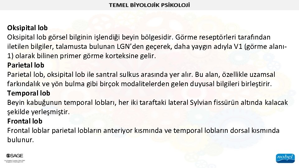 Oksipital lob görsel bilginin işlendiği beyin bölgesidir. Görme reseptörleri tarafından iletilen bilgiler, talamusta bulunan