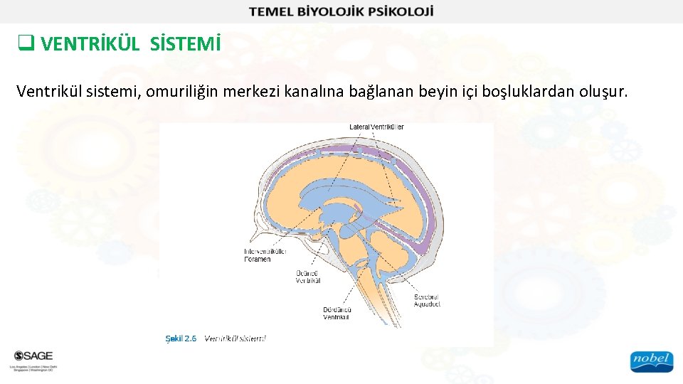 q VENTRİKÜL SİSTEMİ Ventrikül sistemi, omuriliğin merkezi kanalına bağlanan beyin içi boşluklardan oluşur. 