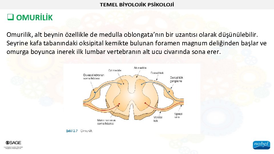 q OMURİLİK Omurilik, alt beynin özellikle de medulla oblongata’nın bir uzantısı olarak düşünülebilir. Seyrine